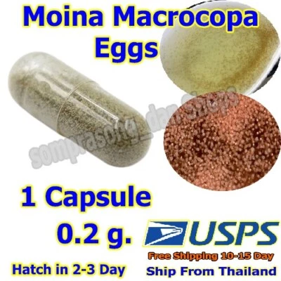 Moina Macrocopa Eggs,Water Flea, Fish Food Live Hi protein Culture Hatching 1Pc. - Image 1 of 4