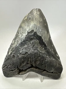 Megalodon Shark Tooth 6.02 inch - Massive - Authentic Fossil - Natural 19160 - Picture 1 of 8