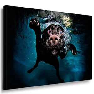 Hund & Abstrakt Leinwandbild Ak Art Bilder Mehrfarbig Wandbild Top Geschenk XXL - Bild 1 von 2