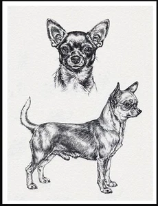 CHIHUAHUA SMOOTH A4 SIZE DOG ART SKETCH PRINT POSTER - Foto 1 di 1