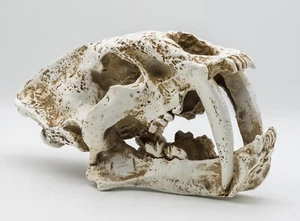 ProRep Smilodon Skull Large 26.5×14.5×15.5cm Reptile Vivarium Ornament Aquarium - Picture 1 of 1