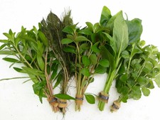 PLANTA DE ACUARIO: LOTE DE 5 PLANTAS PROCERPINACA.BACOPA.LUDWIGIA.MIRIOPHYLLUM..