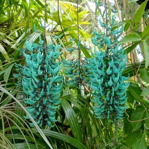 Jade vine (Strongylodon macrobotrys) - germinated seed - Bild 1 von 4