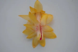 Christmas Cactus Starter Plant ~~Honolulu Sun~~ Schlumbergera Truncata Cactus - Picture 1 of 2