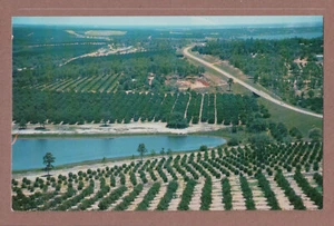 Cartolina Citrus Groves & Lakes, Top of the Citrus Tower, Clermont, Florida - Foto 1 di 2
