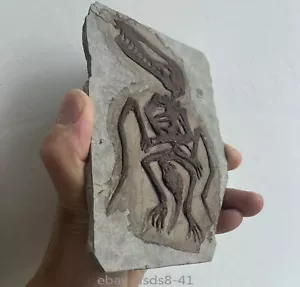 Unique Pterosaur Fossil Rare Chinese Triassic Period Collection - Picture 1 of 5