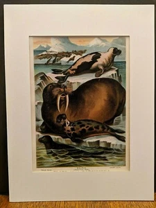 1880 Henry J Johnson Seal Harp Walrus True Plate XXV Carnivora Art Print Matted - Picture 1 of 6