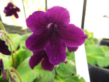 Streptocarpus Lord Fauntleroy