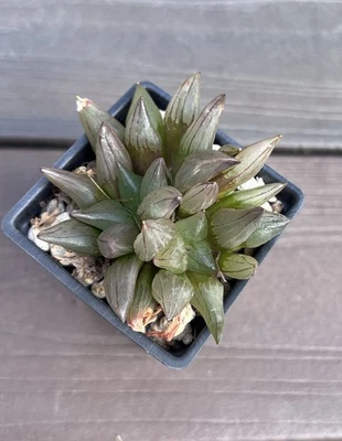 Haworthia atrofusca 2 CABEZAS (no gasteria aloe agave) Foto 1 de 2