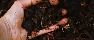 Wurmhumus aus Biologischem Kompost - Bild 1 von 2