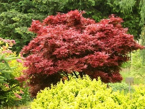 Acer palmatum 'Shaina' - Japanese Maple *Live Plant - Picture 1 of 6