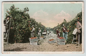 Postcard 1908 Picking Oranges in Florida - Detroit Publishing - Bild 1 von 2