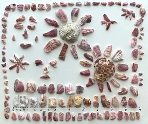 150 pc Barnacle fragments art frame craft mixed media shells beach seashells USA - Picture 1 of 11