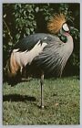 Animal~Golden Crested Crane Sarasota Jungle Gardens Florida~Vintage Postcard