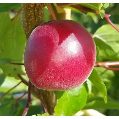 VIVAIO GARDEN FOREST Biricoccolo - Susincocco albero da frutto intermedio tra susino ed albicocco