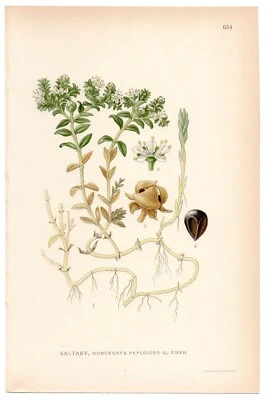 1926 Sea Sandwort, Seaside Sandplant Lindman Botanical Print Honckenya Peploides Foto 1 de 3