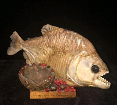 12" Black Piranha Amazonian dried taxidermy Ashtray Gift Mancave Cigar - Image 1 of 2