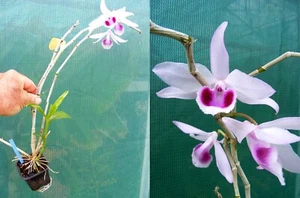 Dendrobium anosmum , orchidée, Orchid - Foto 1 di 1