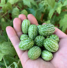 Mexican Sour Gherkin Cucumber Seeds - Melothria scabra -  Mouse Melon
