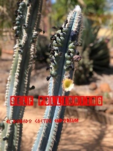 Pilosocereus Sp x 50 Cactus seeds - Picture 1 of 1