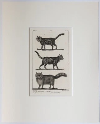 BUFFON Hauskatze Wildkatze Angorakatze Original Kupferstich 1819 Passepartout - Bild 1 von 3