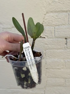 Mini Cattleya Orchid Blooming size Plant Flared Flowers - Picture 1 of 7