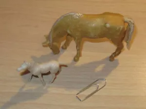 Pferd und Zebrafohlen siehe Fotos - Bild 1 von 2