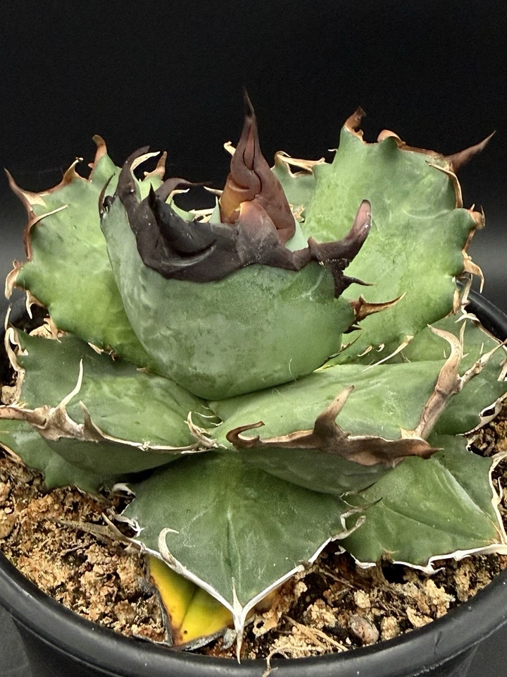 Agave oteroi seedling Grade A specimen Black Spines!/titanota/oaxaca/ariocarpus - Image 1 of 4