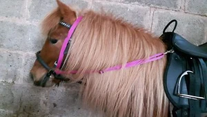GRASS RIIN ayuda a detener el caballo/pony comiendo hierba 2 tamaños. Free pp totalmente ajustable - Imagen 1 de 37