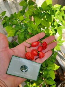Habanero Red Dwarf Super Hot Pepper Samen aus biologischem Anbau einzigartig Bach - Bild 1 von 18