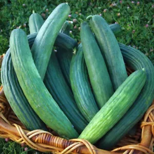 50 DARK ARMENIAN CUCUMBER SEEDS NON-GMO FRESH FOR GARDENS - Picture 1 of 1