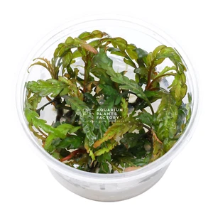 Hygrophila Pinnatifida Tissue Culture | Aquarium Plants Factory® - Picture 1 of 5