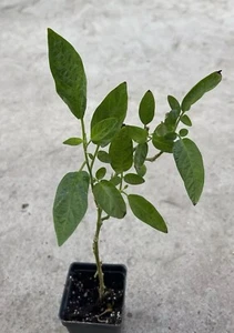 Pepino Melon Plant With Pot 10” Golden Sweet Ginseng Fruit Plant - Picture 1 of 5