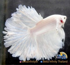 live betta fish ebay