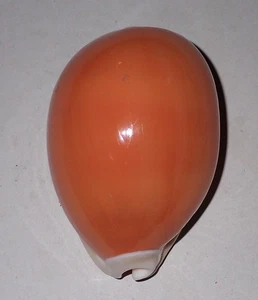 87 mm GREAT PATTERN Cypraea Aurantium Cowrie Seashell #AK1 From Olango Island - Picture 1 of 6
