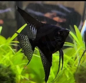 Black Angel Inch Body 1.5- 2 inch (Pack of 2). Live Fish FREE SHIPPING - Picture 1 of 2
