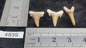 Lot 3 x Dent de requin fossile collection archeologie déco décoration - Imagen 1 de 1