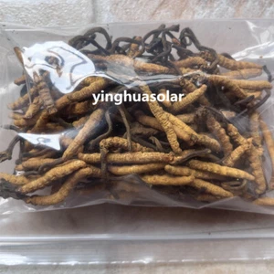 15 g Cordyceps Sinensis Orgánico Tonificante Todo Silvestre Riñón Pulmón Nutritivo - Imagen 1 de 2