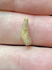 Pterosaur Pterodactyl 5/8” Tooth Dinosaur Fossil T Rex era Cretaceous P3 - Picture 1 of 3