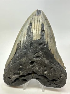 Megalodon Shark Tooth 6.11 inch - Massive - Authentic Fossil - Carolina 18767 - Picture 1 of 8