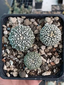 Cactus Astrophytum Pack 3 - Imagen 1 de 4