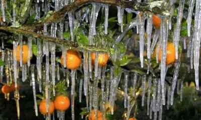 KÄLTEBESTÄNDIGE ZITRUSFRUCH reticulata Honig CHANGSHA Mandarine 10 frische Samen - Bild 1 von 2