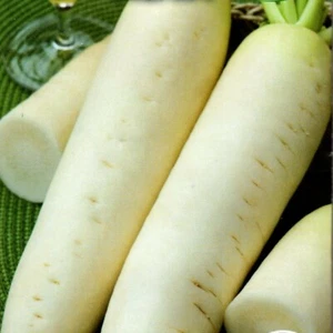 Rettich Radieschen weiß früh lang mittelscharf schmeckt Agata 300 Samen Nr.180 - Bild 1 von 1