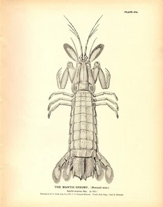 Rare 1884 Antique Fish Print Engraving ~ The Mantis Shrimp - Picture 1 of 3