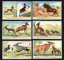 Antelopes Liebig Card Set 1953 Animals Mammal Gnu Gazelle Cobo Orice