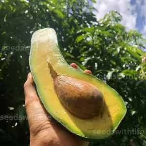 Ceylon Very Rare Long Neck Avocado Fruit 3+ S.E.E.D.S Free Shipping Fast Grow - Bild 1 von 4