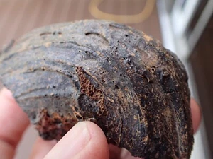 Arizona Pumice Volcanic Rock Volcano Lava Research Science Specimen Mineral AP6 - Picture 1 of 7