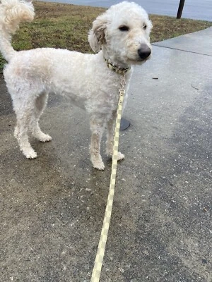 Collar monograma a cuadros perro de lujo con correa a juego Goldendoodle Foto 1 de 4