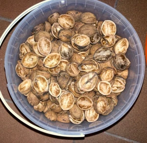 WALNUSSSCHALEN WALNUSSHÄLFTEN 500 Stück ca. 900 Gramm Größe ca. 3 X 2,5 cm - Bild 1 von 1