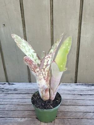 Billbergia  hybrid   rare   exotic bromeliad - Image 1 of 3